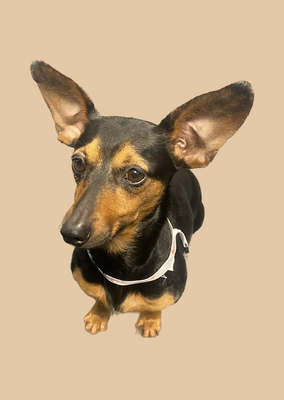 Sammy